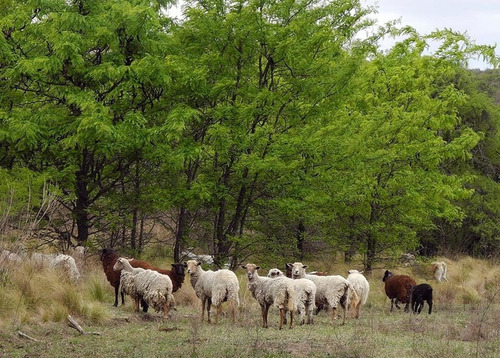 Imagen 11 de 25 de Excelente Campo Nativo De 103ha La Venta En Ojo De Agua!