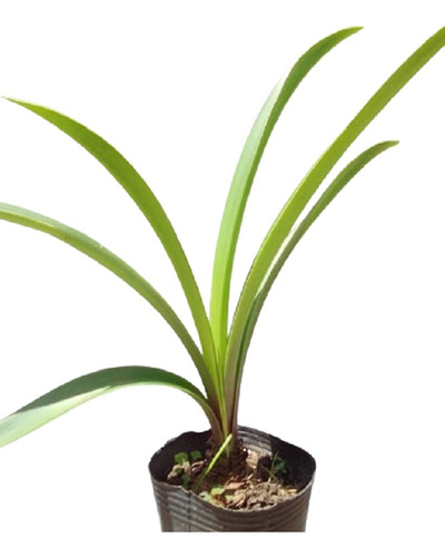 10 Plantas Agapantos Agapanthus Blancos Leertodo !!!