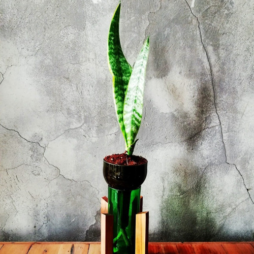 Imagen 6 de 8 de Lengua De Suegra Little Plant 24 Con Soporte