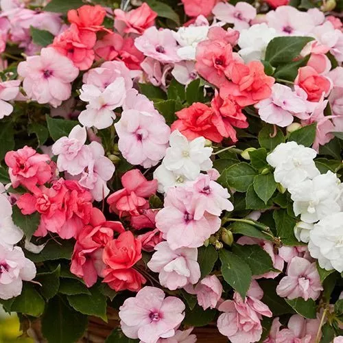 Sementes De Impatiens Semi-dobrada Athena Mix Importadas | MercadoLivre