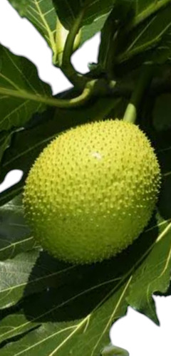 No Semilla 2u Pan De Palo Artocarpus Envío Gratis
