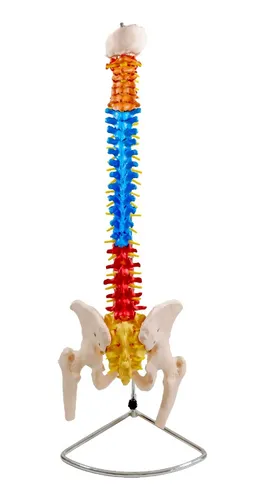 COLUMNA VERTEBRAL DIDACTICA C/PELVIS Y FEMUR COLOR DIFERENTE ProcetScientific  x 1 Modelo anatómico detallado de la columna vertebral con pelvis y cabezas de fémur. Presenta las vértebras cervicales, torácicas, lumbares, sacro y coxis en colores diferenciados para facilitar el estud