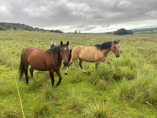 Venta Campo 37h Con Aguadas En Garzon