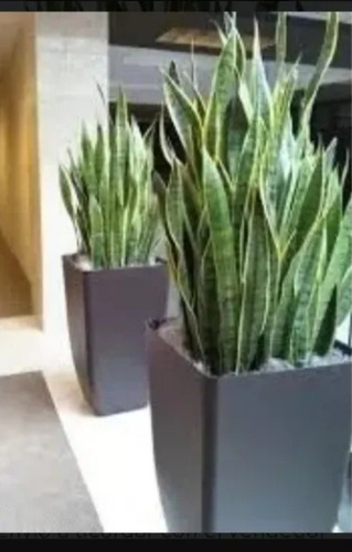 Planta Sansevieria, Lengua De Suegra X 3