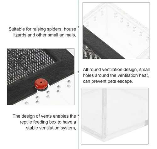 Incubadoras De Reptiles Con Visión Transparente, Lagartijas