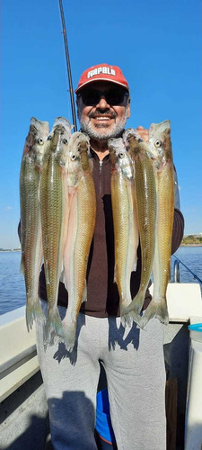 Imagen 3 de 5 de Guia Pesca Pejerrey Embarcada Rio De La Plata