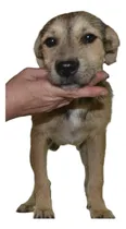 Comprar Mateo En Adopción, 7 Meses . Leer Descripción Completa!