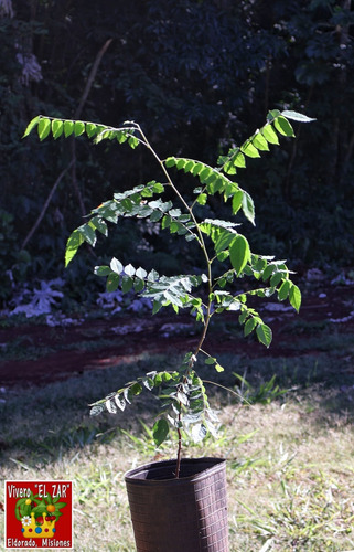 Planta Carambola Averrhoa Carambola 2 Años 60 Cm Envio Grat
