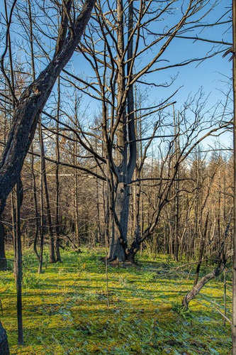 Imagen 26 de 26 de Se Vende 3.5 Hectáreas - Con Cabaña 79 M2 Quincho Galpón - Las Golondrinas - Lago Puelo Chubut