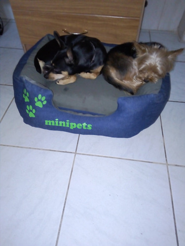 Imagen 6 de 7 de Guardería/pensionado Canino Familiar En La Blanqueada