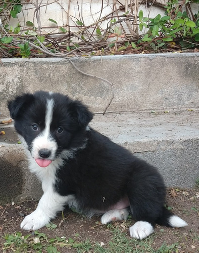 Imagen 10 de 10 de Cachorros Boder Collie