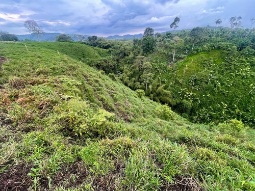 Imagen 9 de 20 de Venta Finca 40 Cuadras Excelente Ubicación Santa Rosa De Cabal