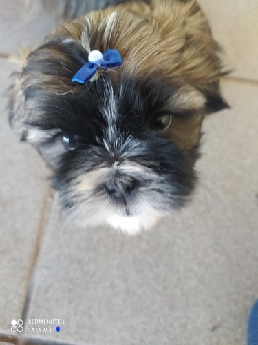 Imagem 3 de 4 de Filhote De Shih-tzu