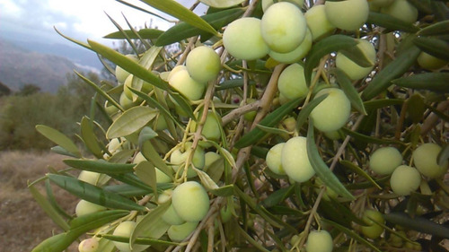 Olivo Variedad Manzanilla Aloreña