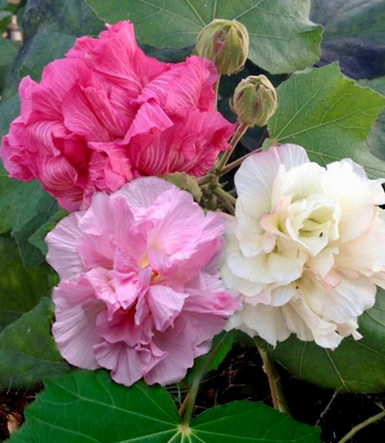 Imagem 5 de 10 de Hibiscus Mutabilis Hibisco Sementes Rosa Louca