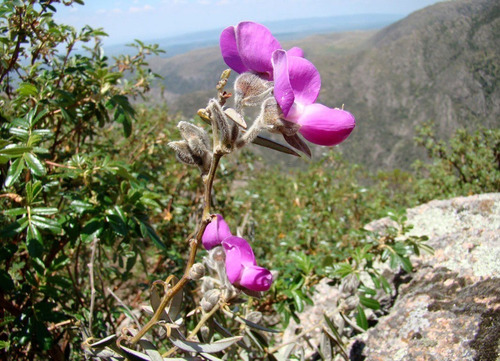 Collaea Argentina - Flor De Niño - Nativa - Vivero Rolocampo