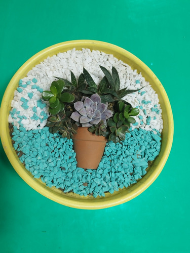 Mini Jardin Suculentas