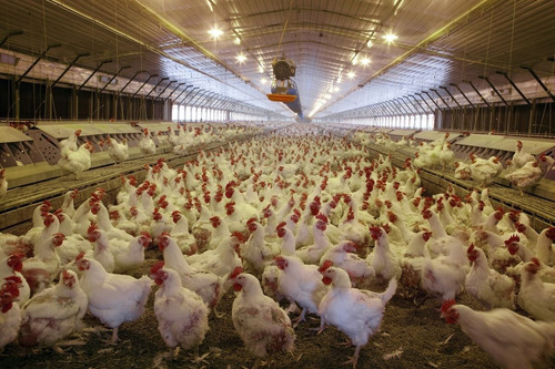Gallinas Ponedoras+ Producción Huevos Pollos