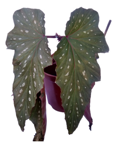 Begônia Coccinea Begonia Asa De Anjo Planta Muda