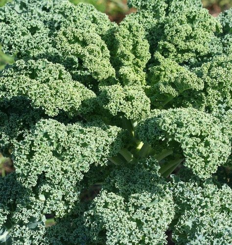 100 Sementes De Couve Crespa Anã Kale