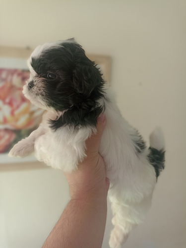 Vendo Filhotes De Shih Tzu