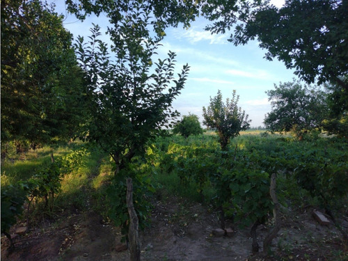 Vendo Finca Viñedos San Rafael Las Paredes