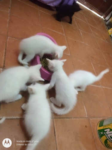 Imagem 5 de 10 de Gato Angorá X Siamês Filhote (leia Descrição)