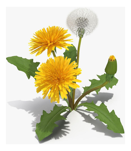 Diente De Leon Dandelion Planta