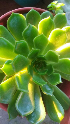 Echeveria Suculentas Crasas De Colección