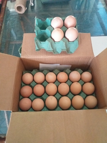 Imagen 8 de 9 de Huevos Fertiles . D .cochin Bantam Blanco Línea 100%europea