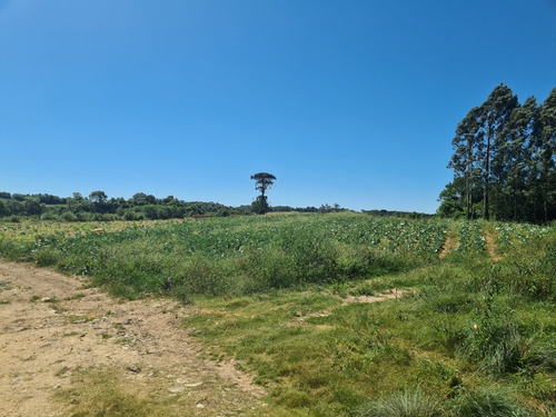 Imagem 12 de 14 de Terreno