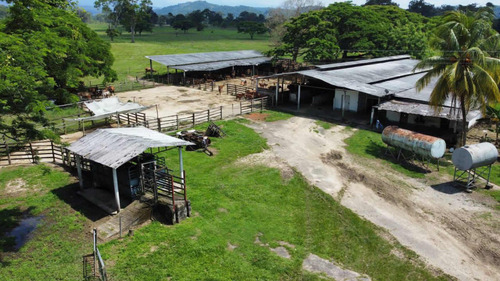 Imagen 13 de 16 de Finca Ganadera En Coloncito Excelente Tierras