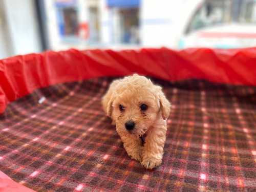 Criadero French Poodle Mini Toy