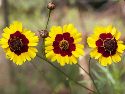10 Semillas Flor Ojo De Poeta - Coreopsis Tinctoria Cod. 542