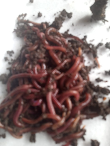 200 Minhoca Violetas Do Himalaia P/ Composteiras.