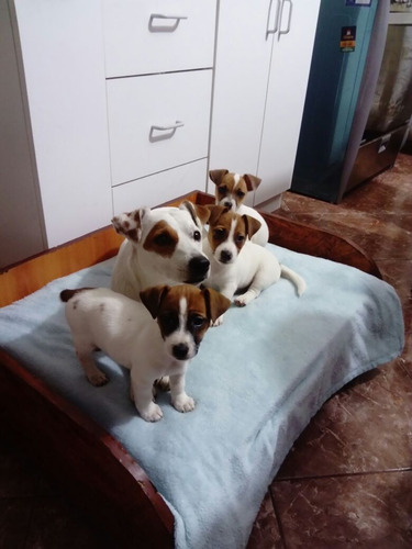 Auténticos Cachorros Jack Russell Criadero Juaquinmdc