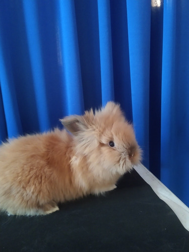 Conejo Cabeza De León Café Mascota