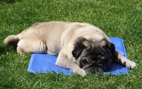 Manta Refrescante Para Mascotas Pequeña