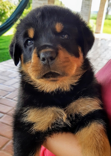 Filhote De Rottweiler De Alto Padrão Com Pedigree Cbkc