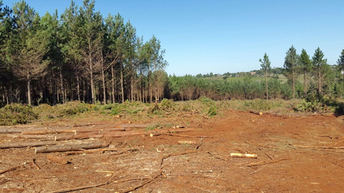 Terrenos En Campo Grande Misiones Desde 250m2 En Cuotas