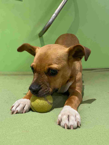 Pedro, Macho, 13kg, En Adopcion, Un Dulce!, Leer Todo