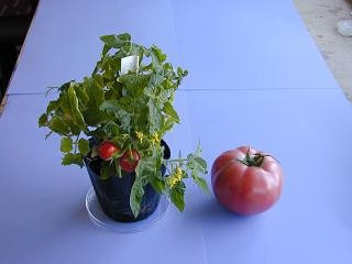 Imagem 7 de 10 de Tomate Tiny Tim - O Menor Do Mundo! Sementes Para Mudas