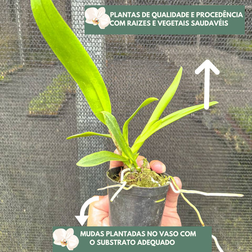 12 Mudas Orquidea Cattleya Pronta Entrega