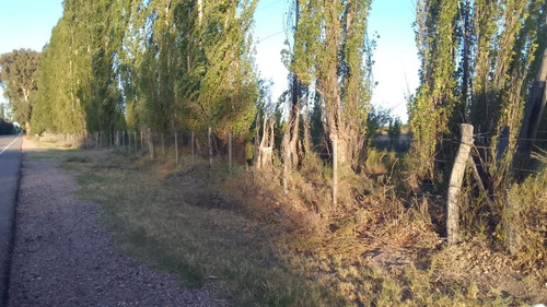 Imagen 17 de 28 de Vendo/permuto Finca Apto Todo Destino (viña, Cultivos Grales Y Ademas Cannabis Medicinal) O Loteo Club De Campo -alto Del Algarrobal-san Rafael -mendoza Sobre Rn 146 Km 376.1