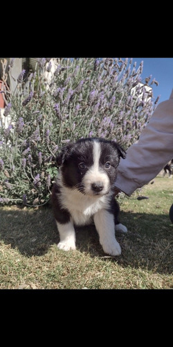 Imagen 4 de 10 de Cachorros Boder Collie
