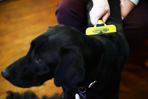 Furminator De-shedding Tool For Large Dogs With Short Hair