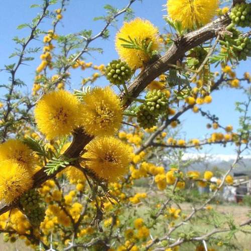 Semillas De Vachellia Caven_aromito_espinillo(nativo)