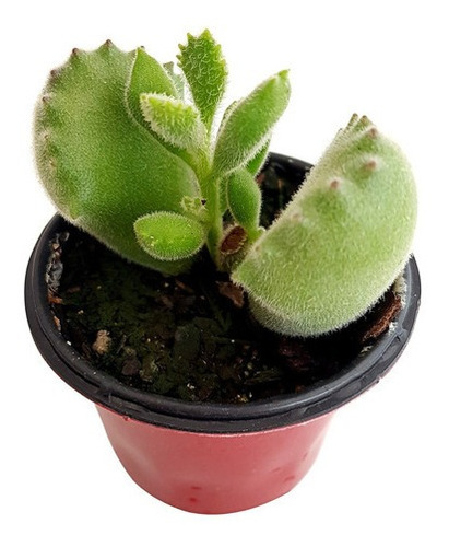 Mini Suculenta Pata De Urso ( Cotyledon Tomentosa )