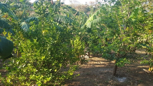 Imagen 19 de 30 de Se Vende Terreno Favorable Con Agua Y Luz Y Casita