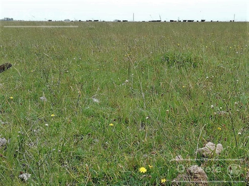 Imagen 9 de 21 de Dolores, 100 Has En Venta. Campo Ganadero Para Armar.